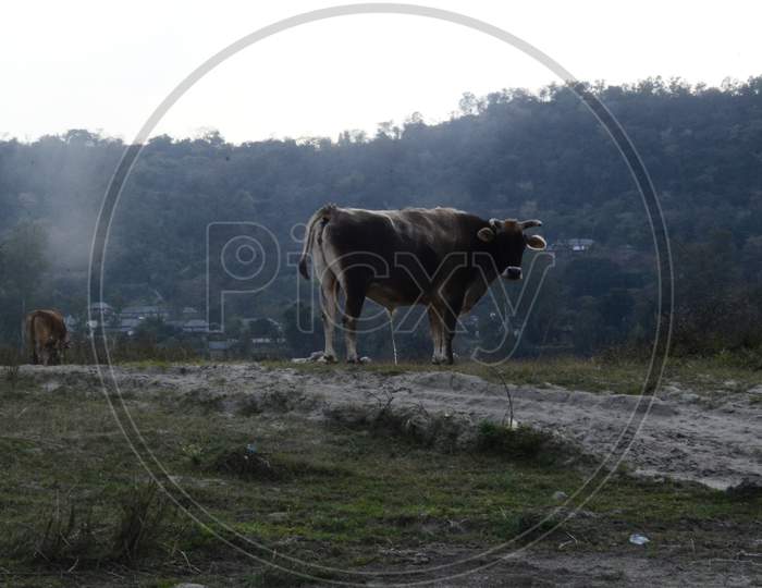 Cow Pee In Ground Of Kaloor Himachal Pradesh India