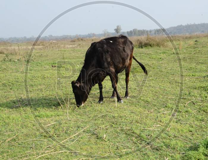 Brown Cow Ground Of Kaloor Himachal Pradesh India 