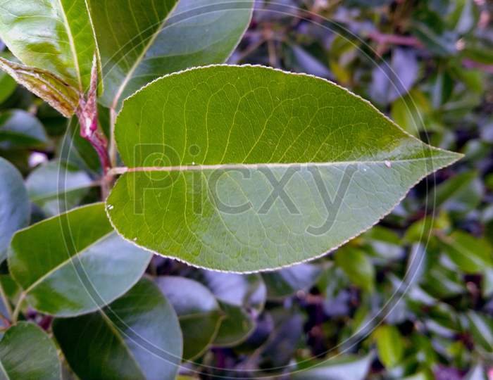 Green Leaf New Born Kangoo Village Himachal Pradesh India