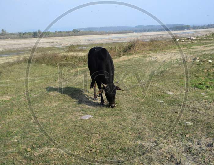 Black Cow In Ground Of Kaloor Place India