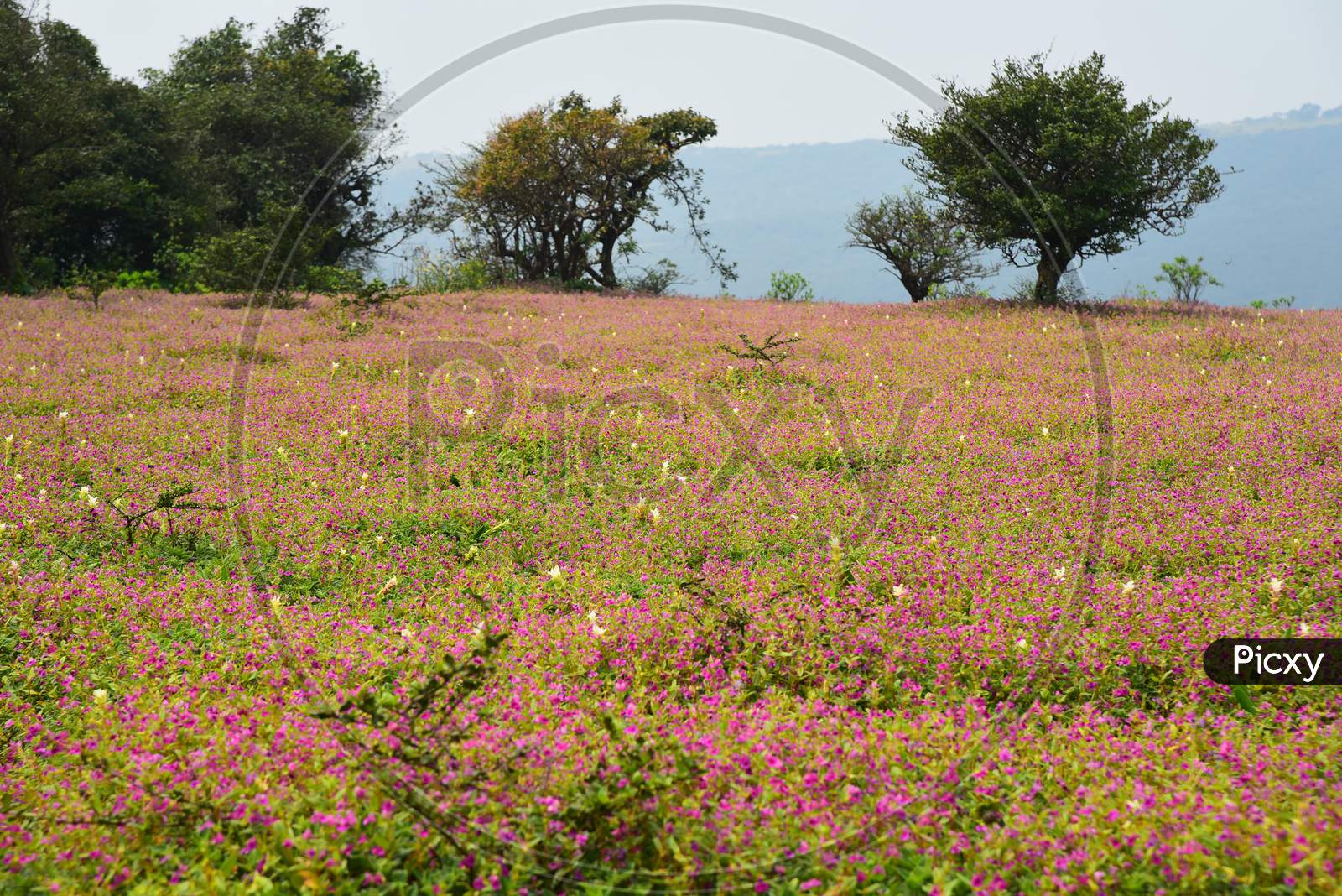 Kaas Plateau - Valley of Flowers in Maharashtra, India Stock Image - Image  of leaves, impatiens: 100912361