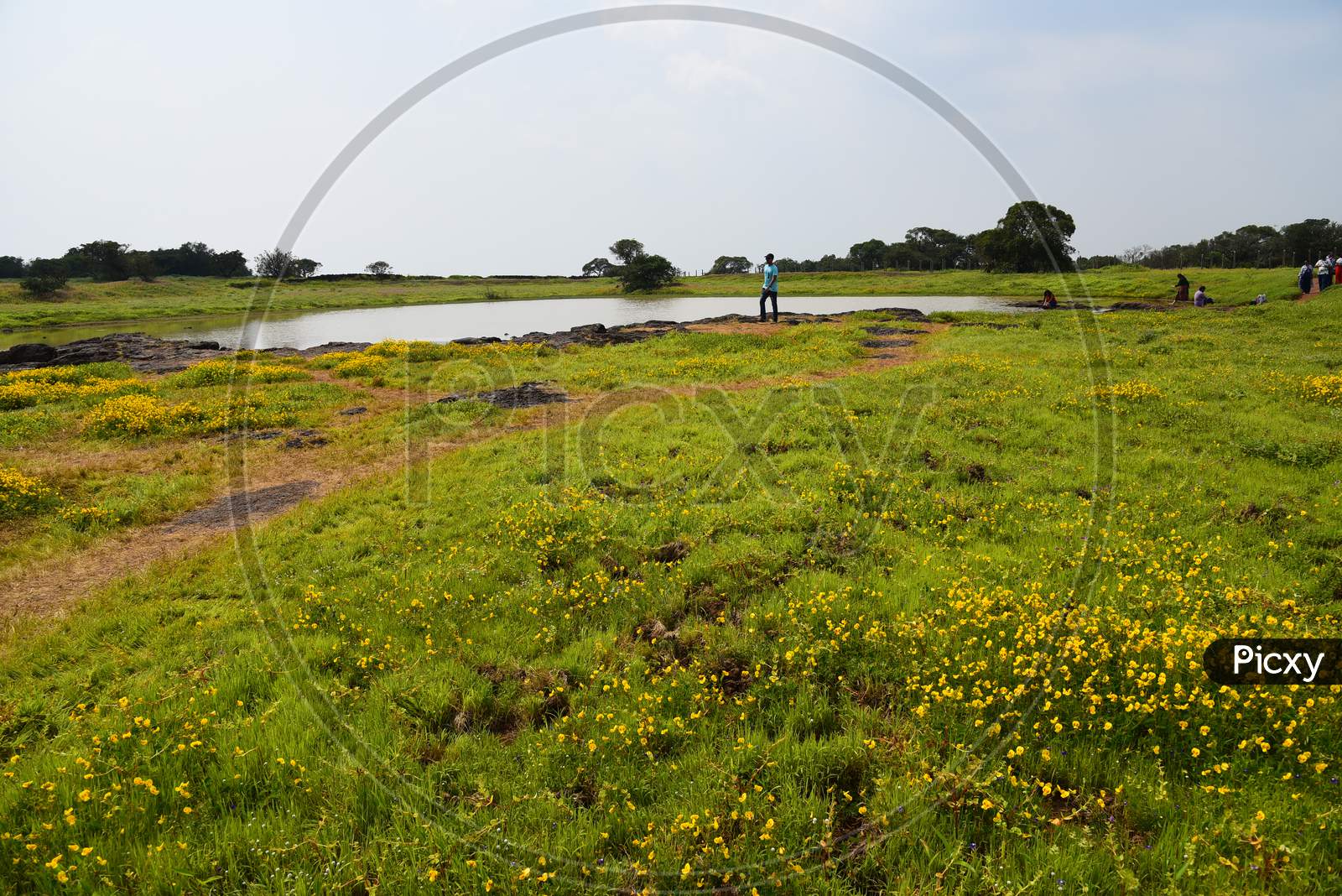 Visitors Or Tourists Enjoying The Landscape Views of Tropical Lake And Seasonal Wild Flowers Blooming  in Kaas Plateau, Maharashtra