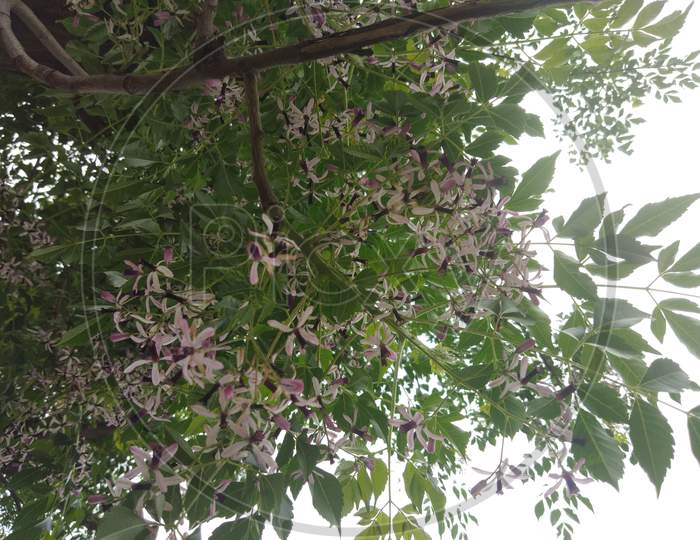 Melia azedarach, chinaberry tree flowers and leaves in spring season