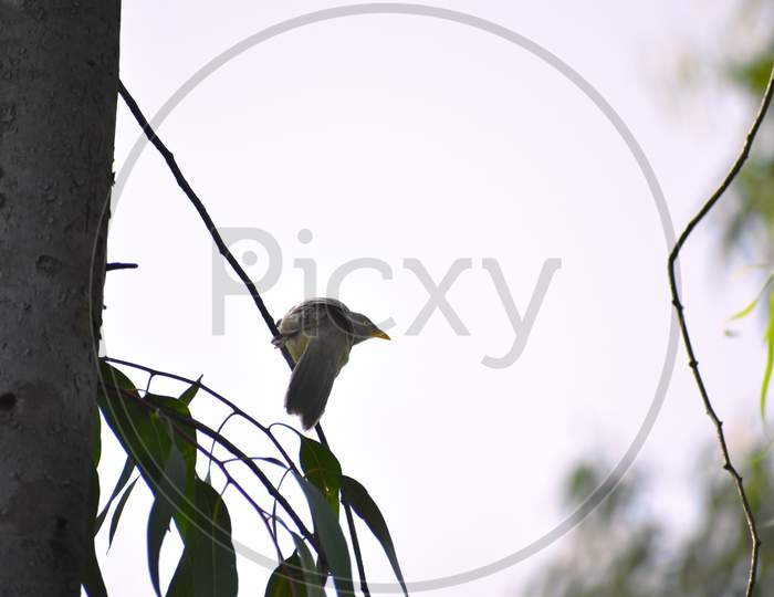 A Bird Found In West Bengal, Sitting On A Tree