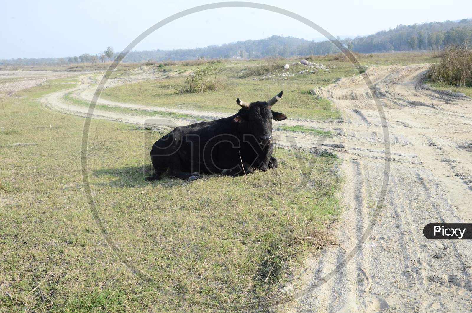 Black Cow Seating On Ground Of Kaloor India