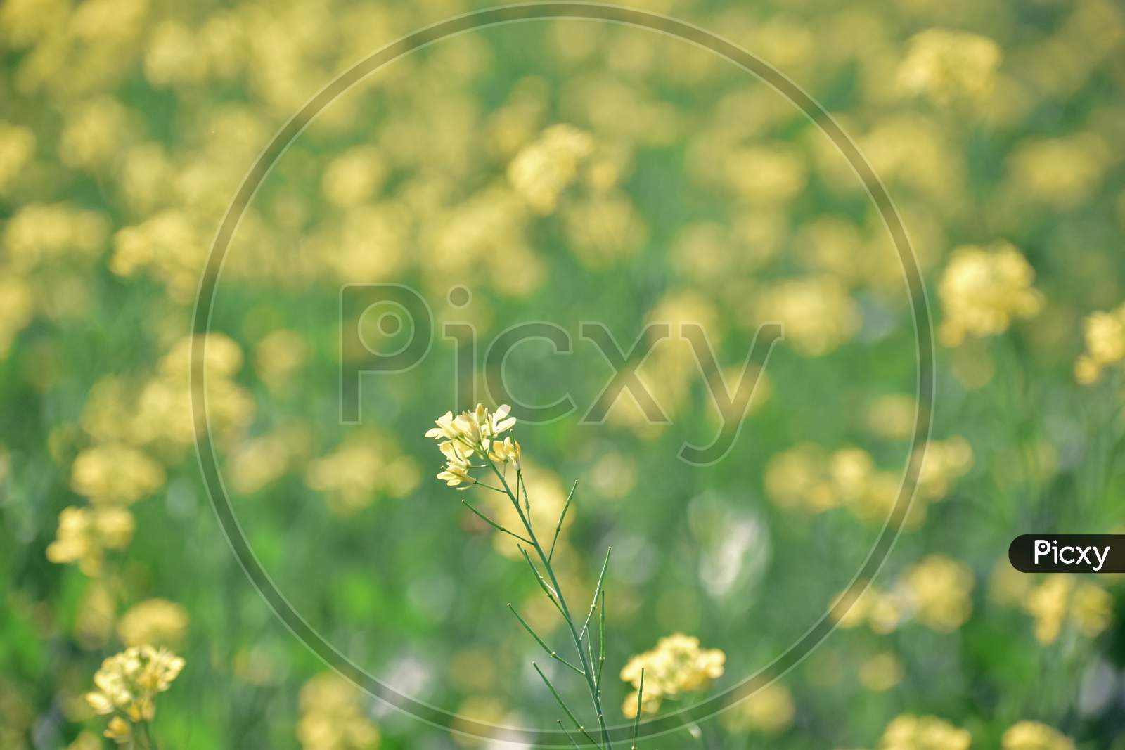 Selective Focus On A Mustard Flower With A Beautiful Background Of Mustard Field