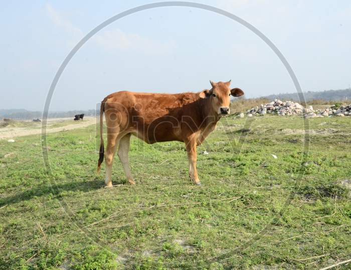 Brown Cow Looking In Camera At Ground Of Kaloor Himachal Pradesh India
