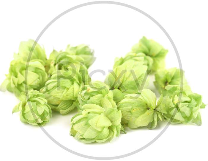 Closeup Of Hop. Isolated On A White Background.