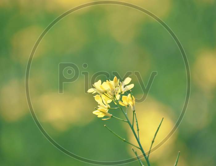 Selective Focus On A Mustard Flower With A Beautiful Bokeh Background Of Mustard Field
