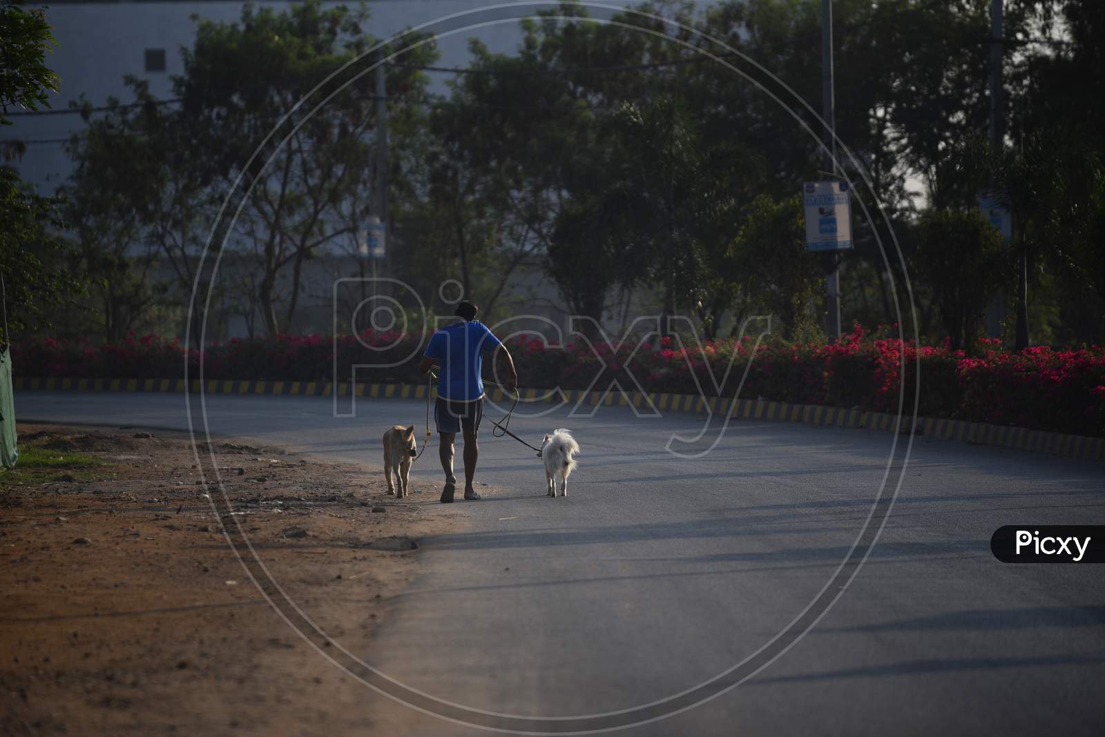 a man takes his pet dogs out for a walk breaking the lockdown rules