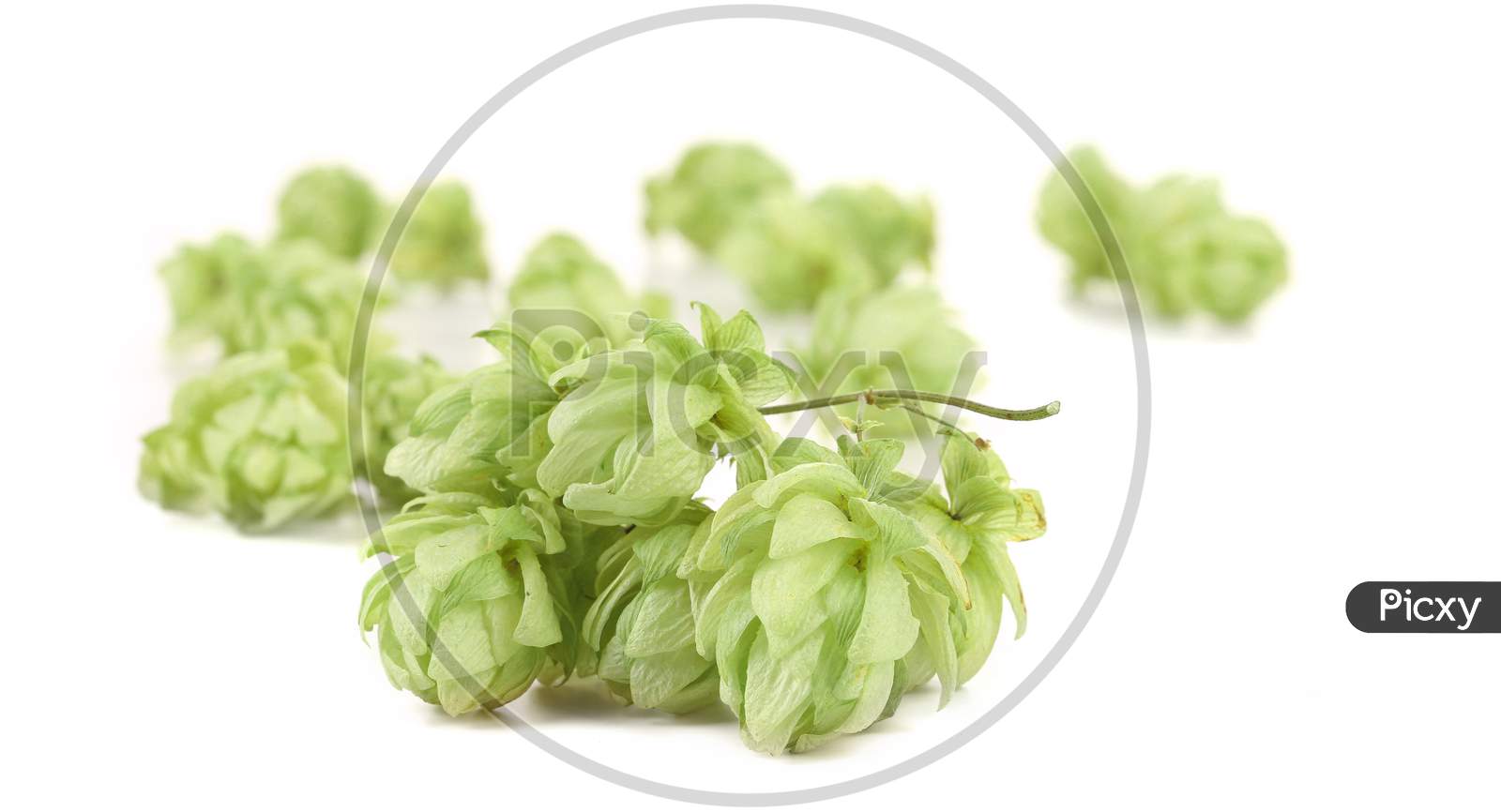 Close Up Of Hop. Isolated On A White Background.