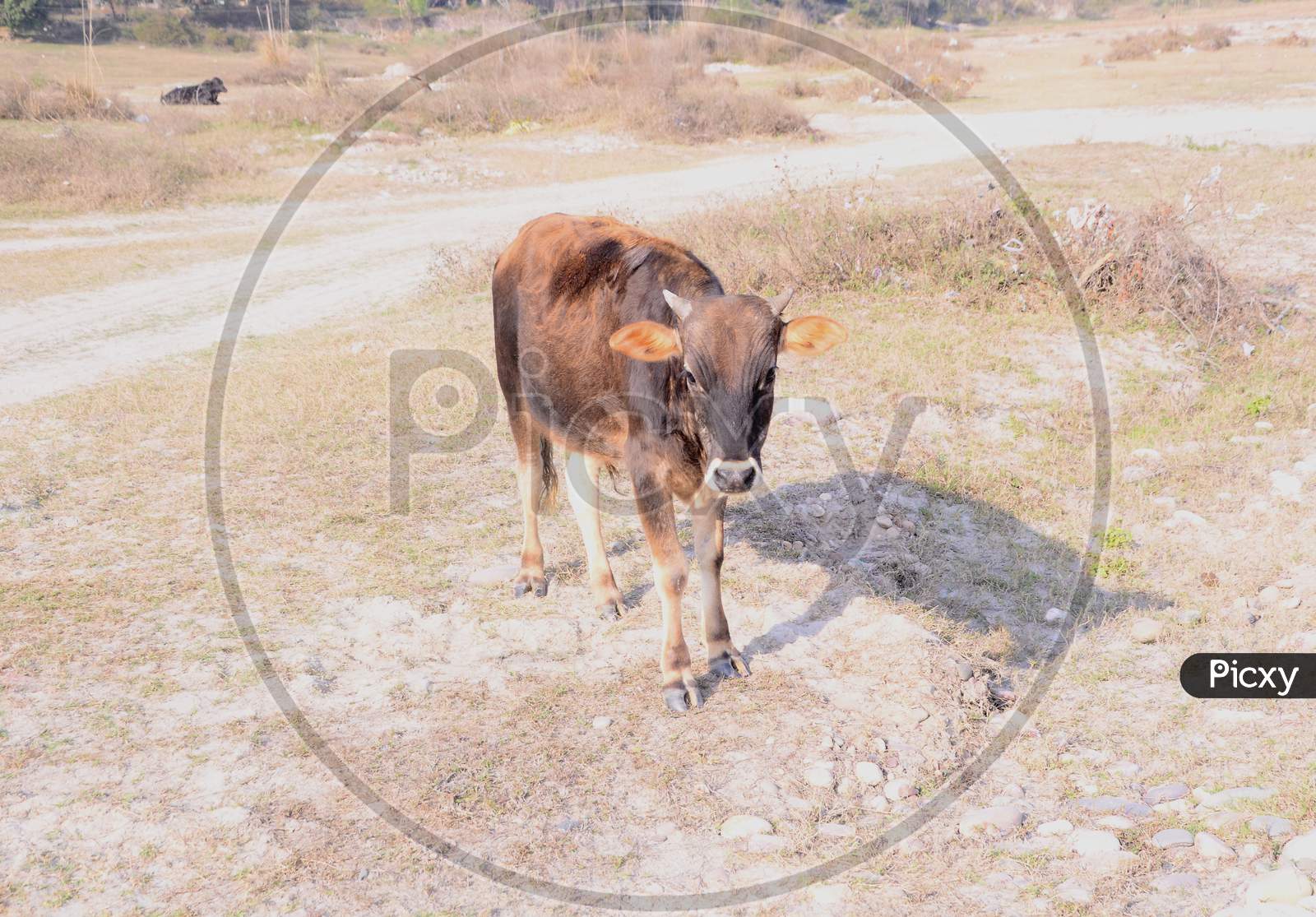 Brown Cow Look Towards Camera Himachal Pradesh India