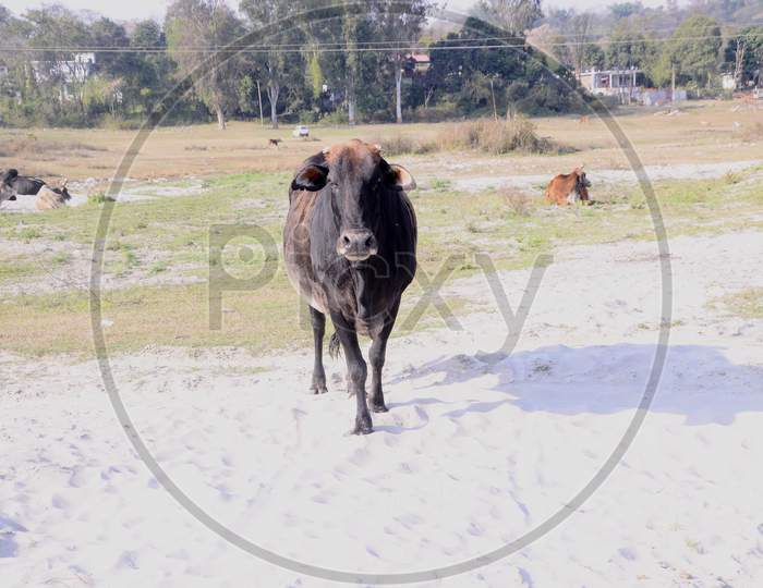 Black Cow Look Towards Camera Himachal Pradesh India 