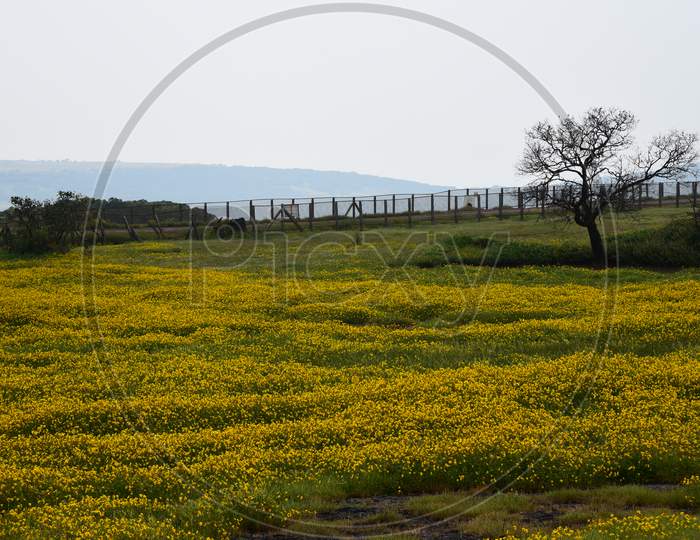 Landscape Of Kaas  Plateau With Beautiful Views Of Seasonal Wild Flowers Blooming  Plateaus