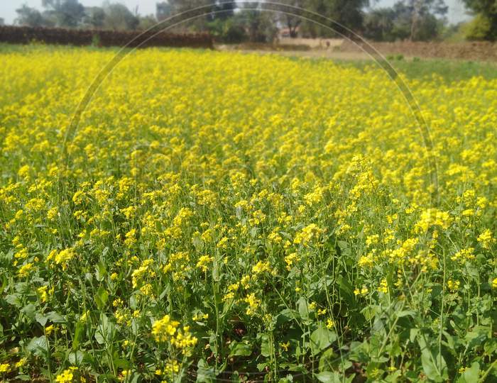 Beautiful Mustard flower farming in agriculture field