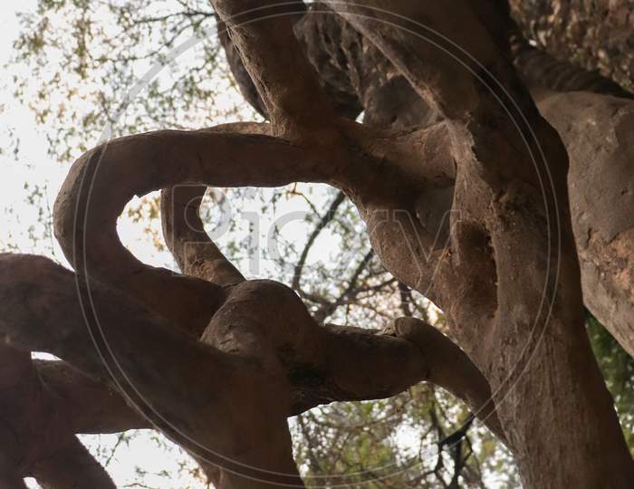 A Tree Trunk At Rock Garden, Uttar Marg, Rock Garden Of Chandigarh, Sector 1, Chandigarh