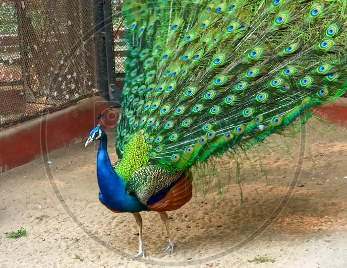 A beautiful peacock is dancing in the zoo and his colorful wings spread around