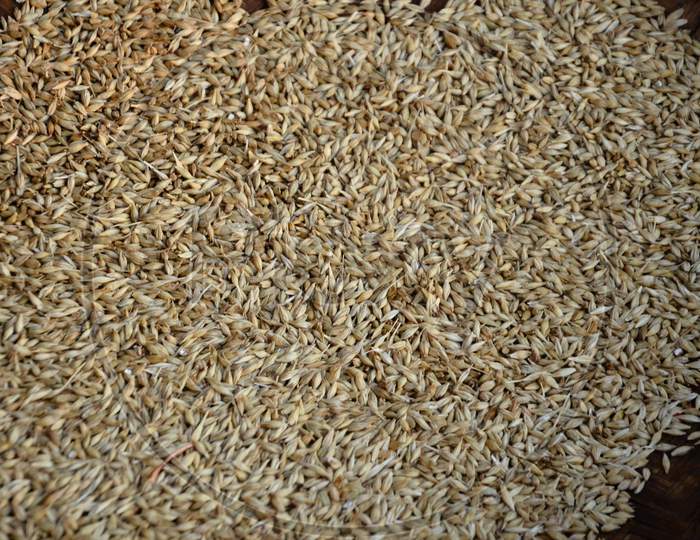 Paddy grains Closeup Forming a background