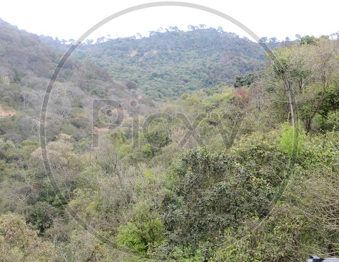 Landscape Of Trees in a Hill or Forest Area