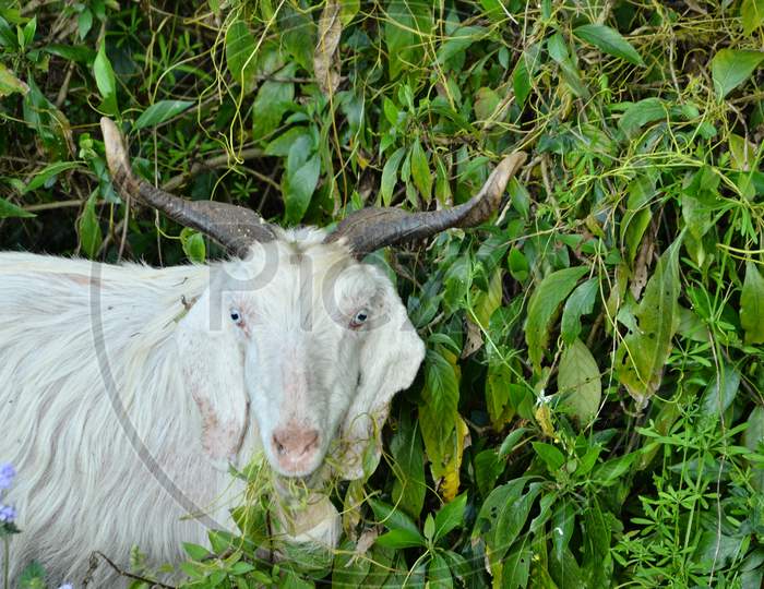 Goats in natural location Himachal Pradas, India