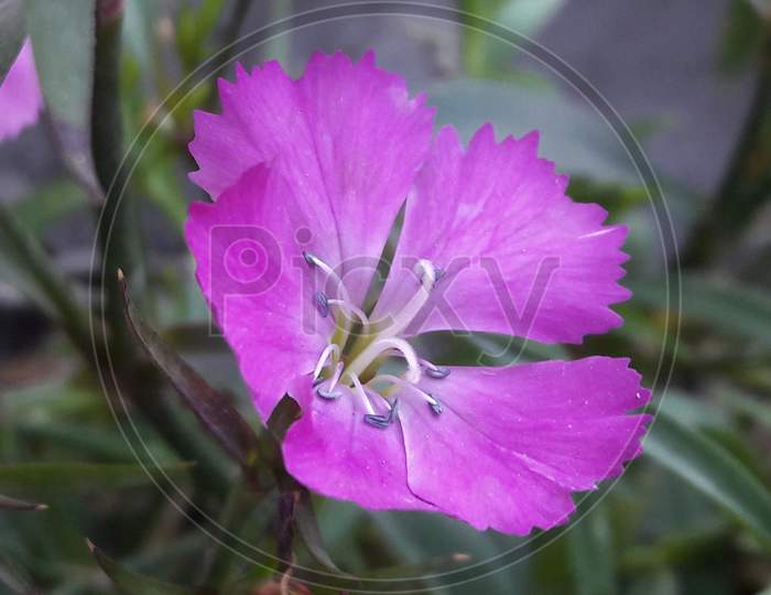 Anemone hepatica flower
