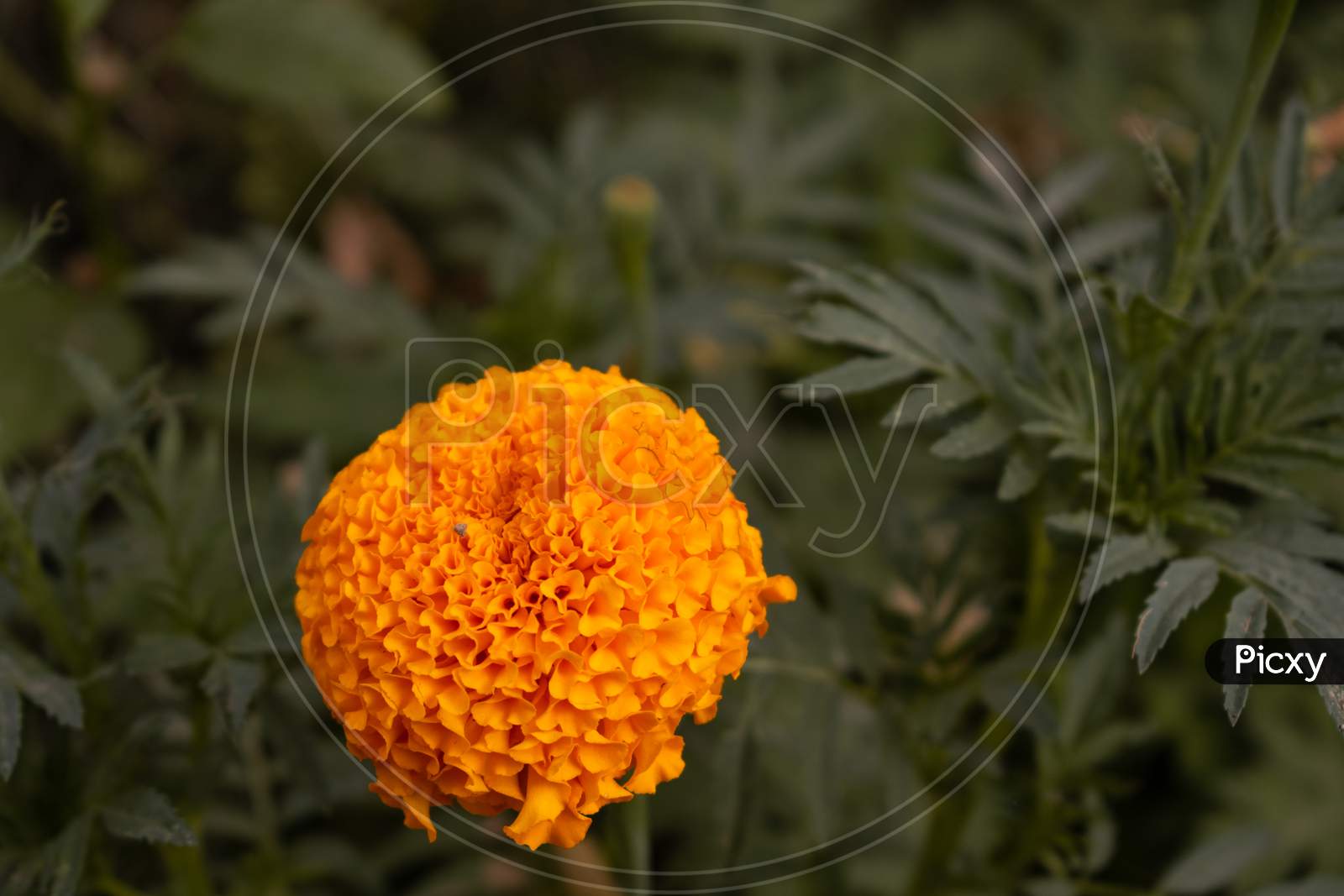 marigold flower in a garden