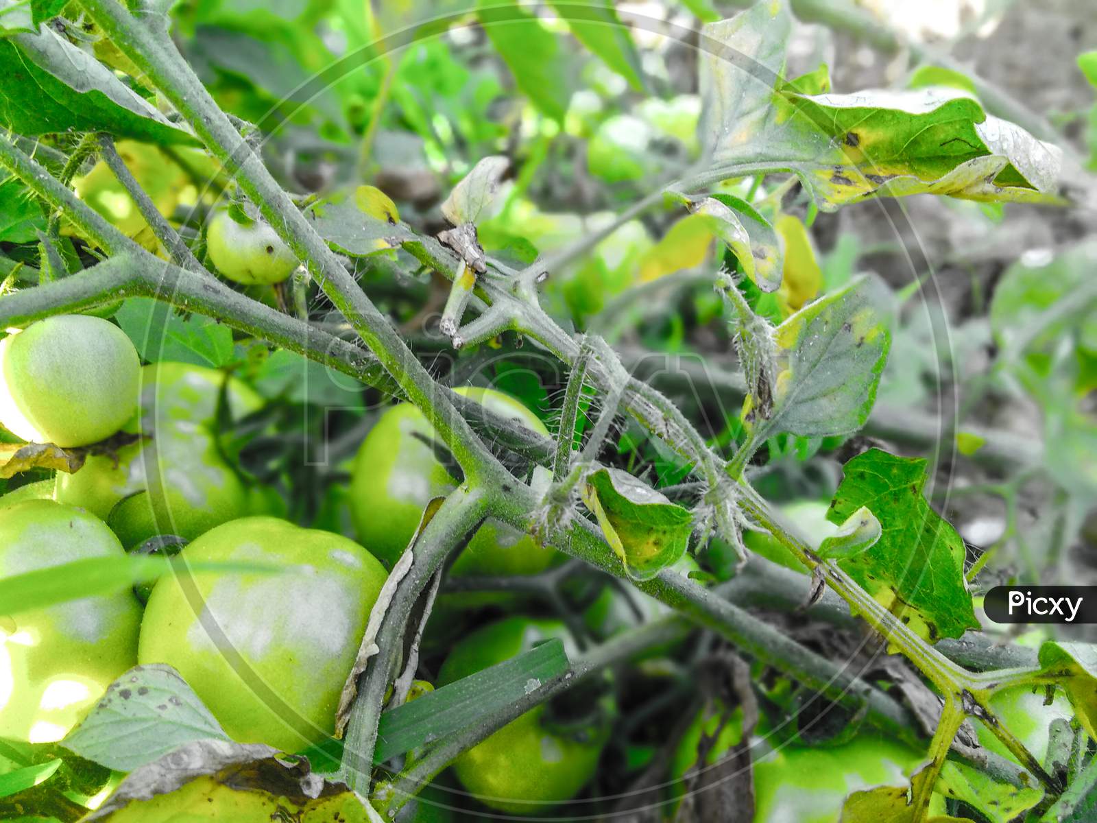 Green tomatoes are growing
