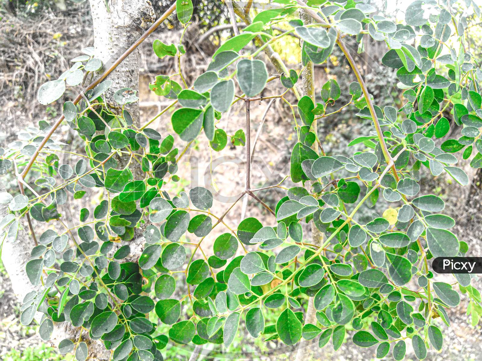 Beautiful leaf image capture