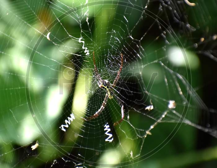 Image of a spider web, spiderweb, spider's web, or cobweb