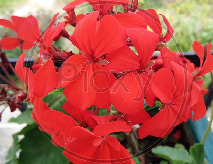 Beautiful Red petal flower.