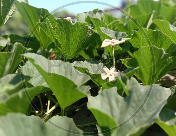 the very beautiful and green pumpkin leaves with flowers.