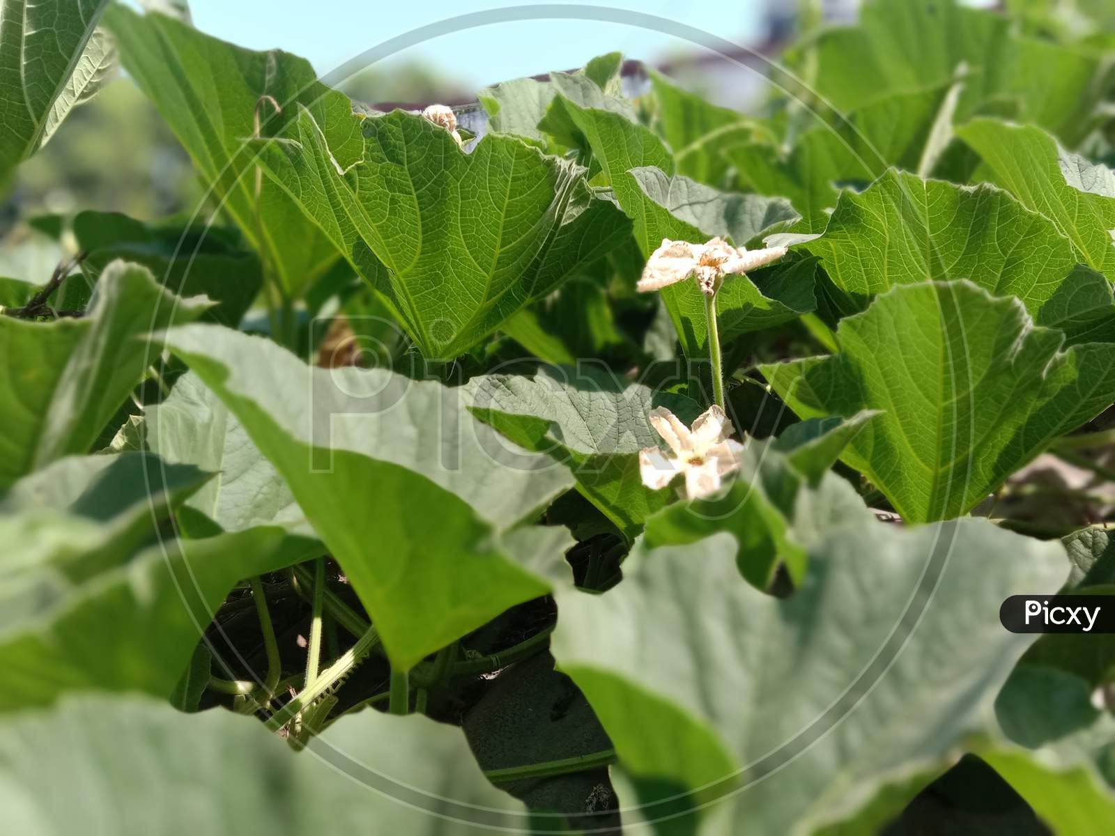 the very beautiful and green pumpkin leaves with flowers.