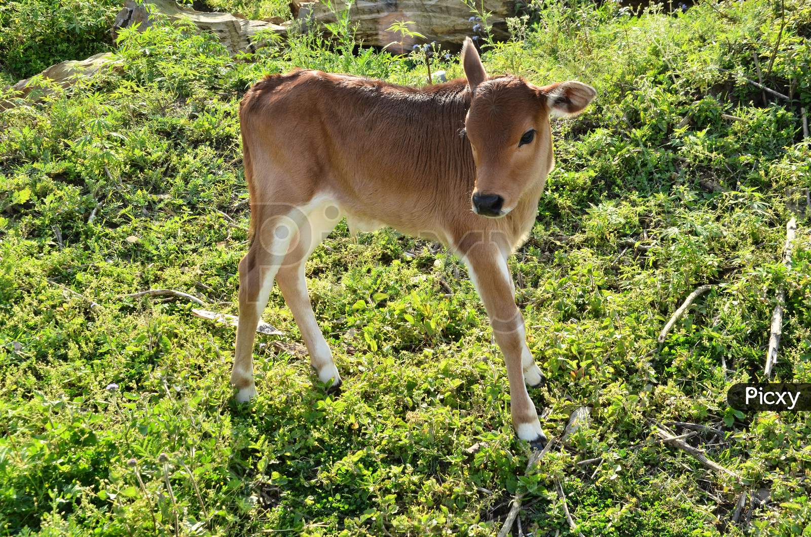 Calf Grazing in a Grass Field