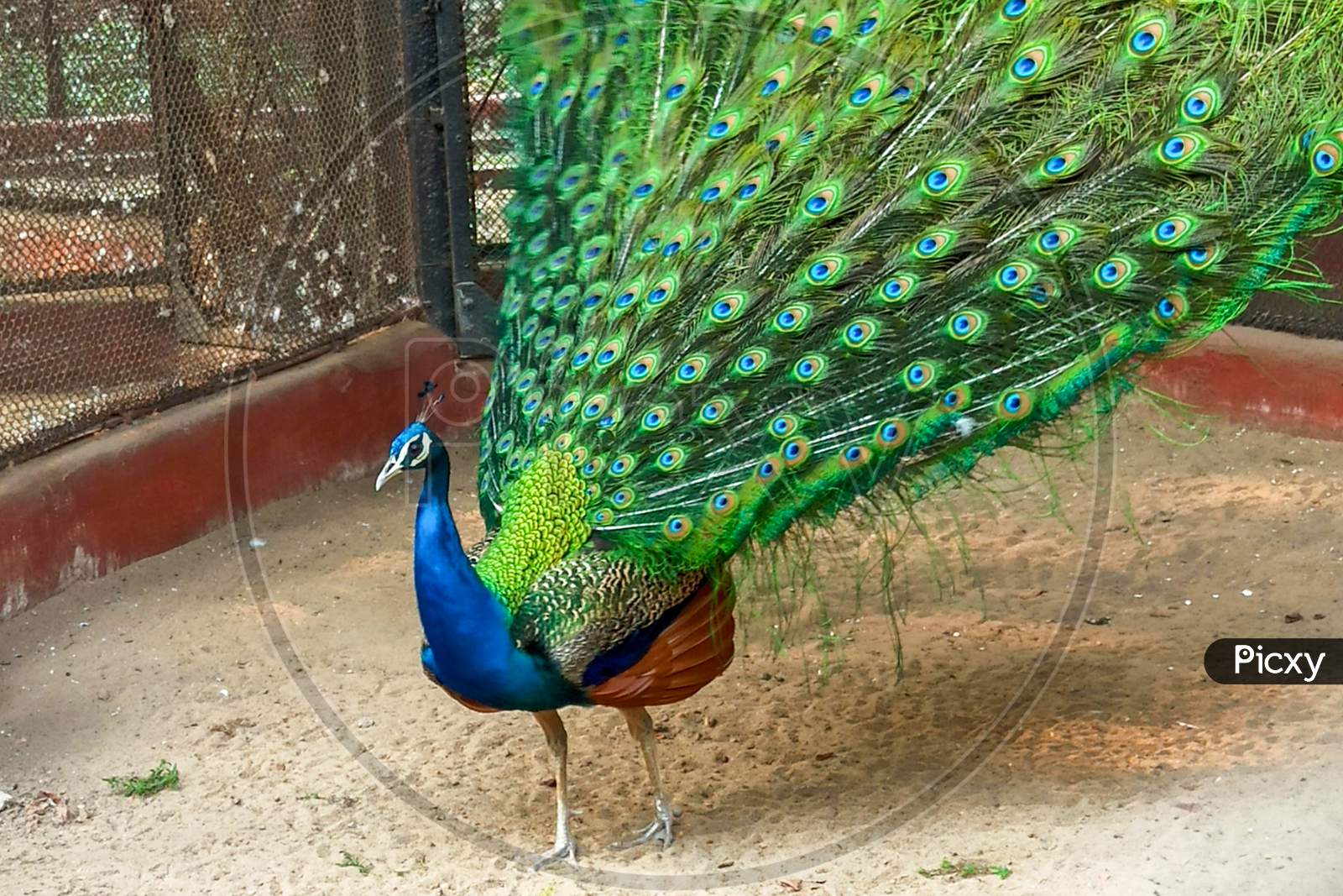 Mobile wallpaper: Peacock, Bird, Birds, Animal, 318346 download the picture  for free.