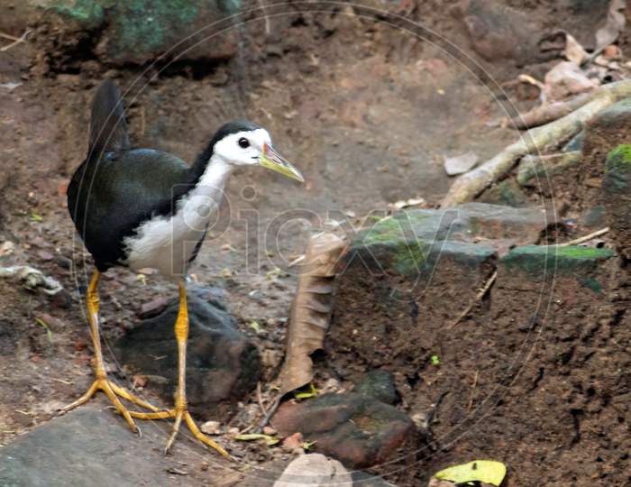 Image of a White-breasted Waterhen inside the forest, also known as Amaurornis phoenicurus