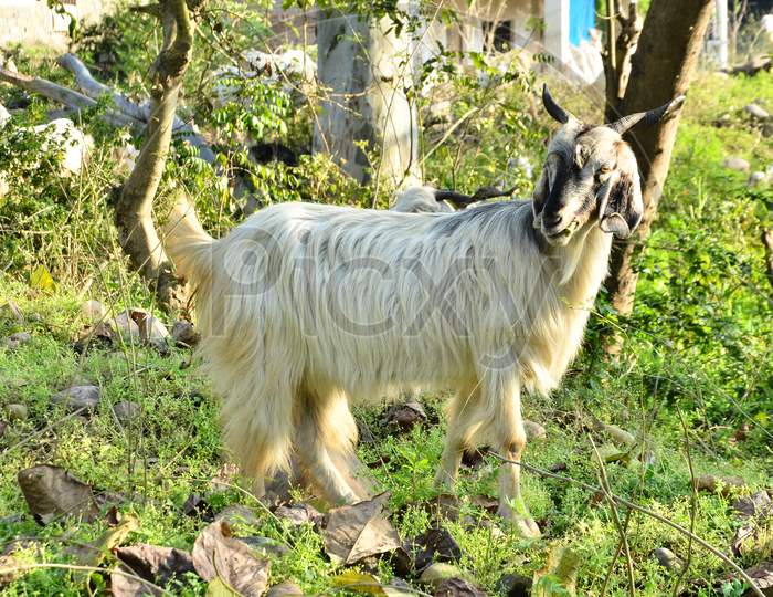 White Goat In Pathways of Agricultural Fields In Rural Indian Villages