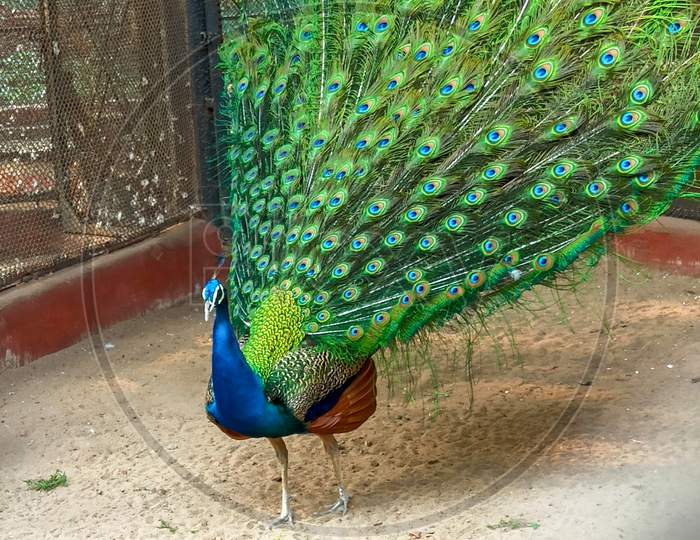 A beautiful peacock is dancing in the zoo and his colorful wings spread around