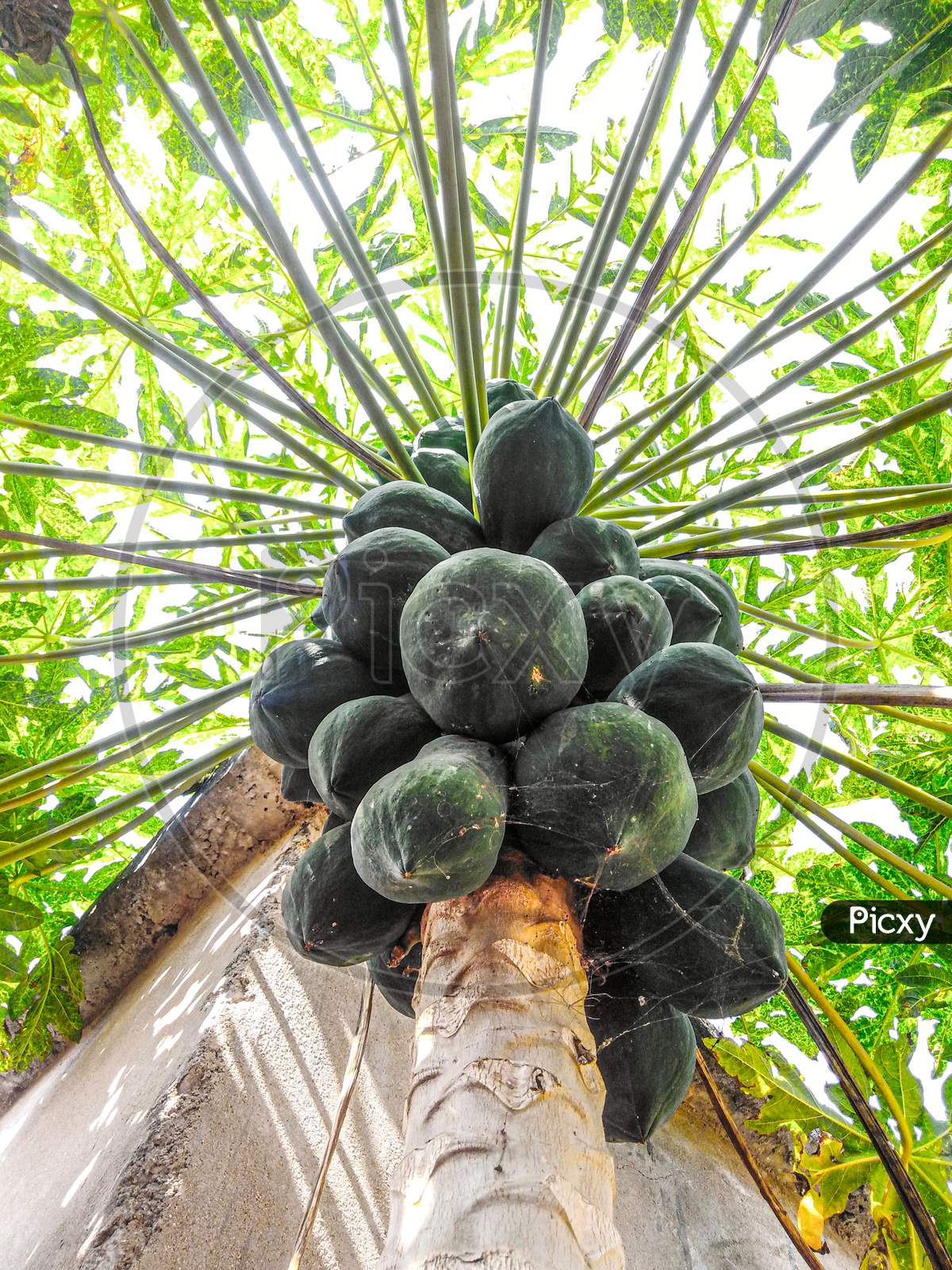 Indian papaya food tree