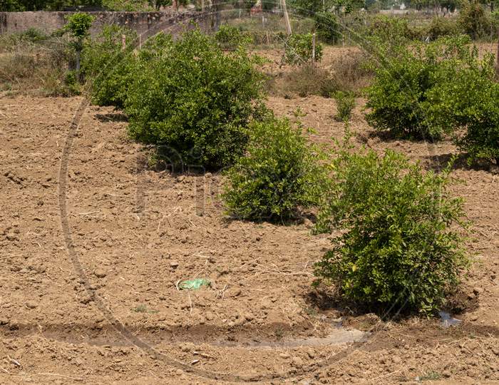 irrigation or watering of the lemon plants in the garden at a farm