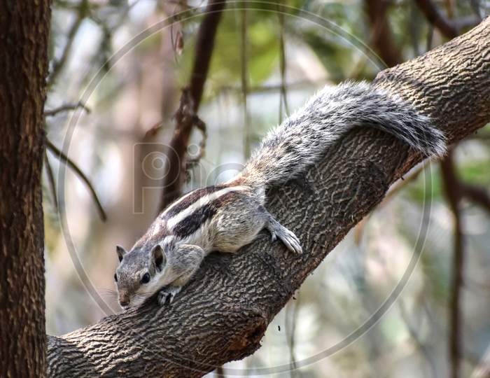 Portrait of an Indian squirrel on a tree