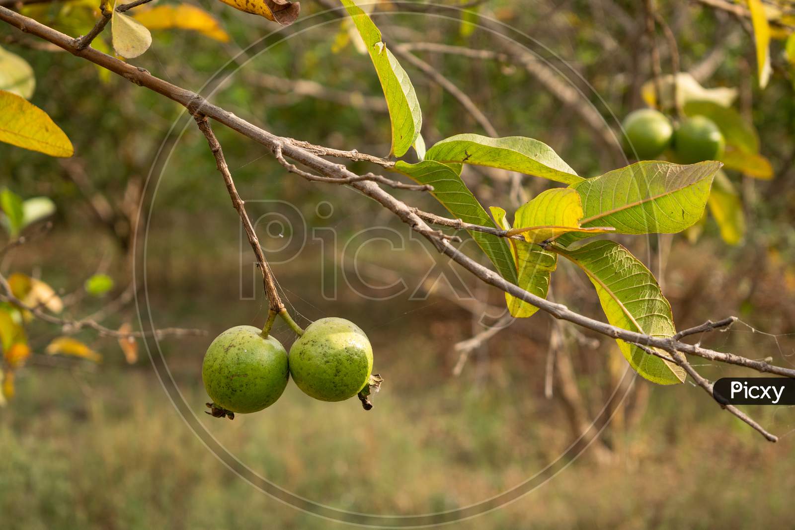 guavas on a guava's tree