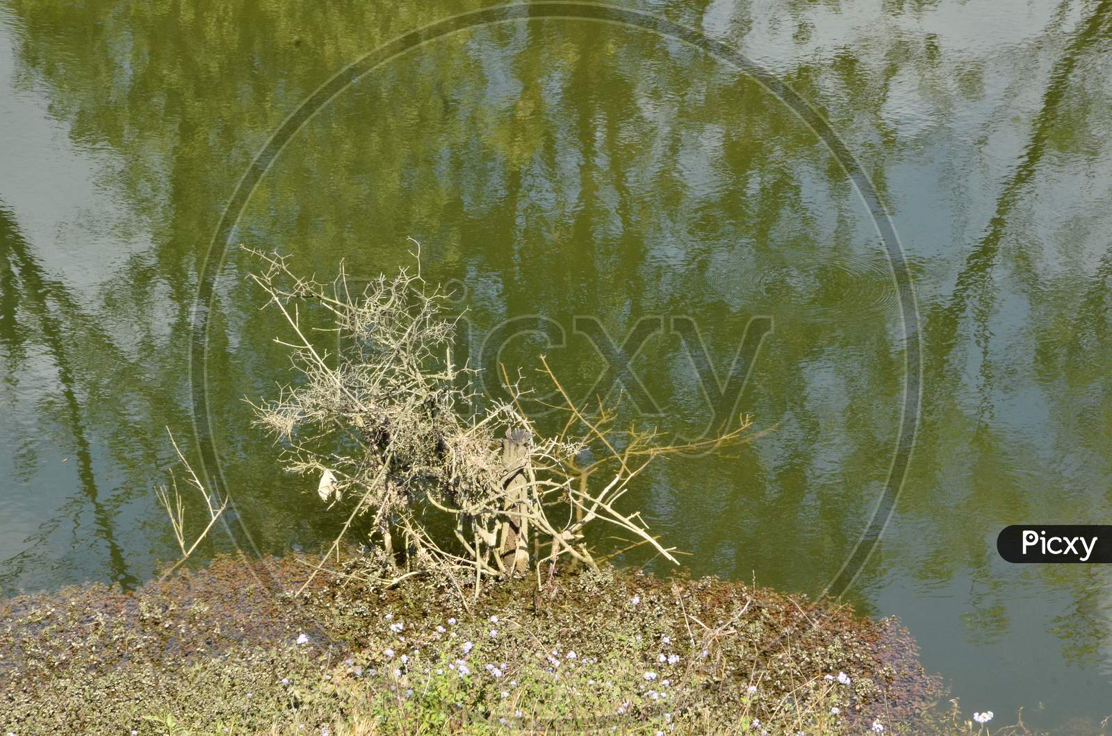 Water pond  With a Dried tree