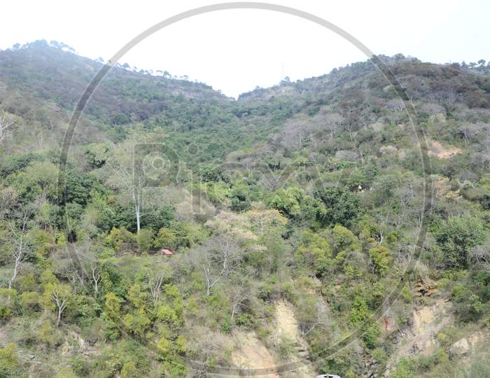 Landscape Of Trees in a Hill or Forest Area