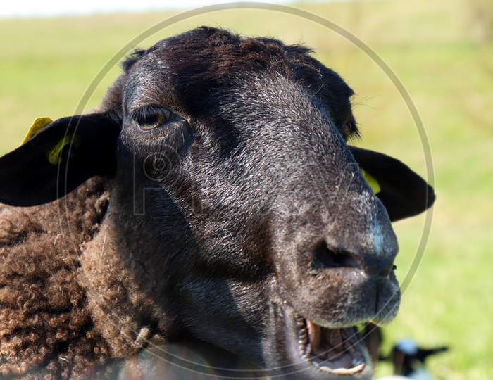 Closeup Of The Face Of A Ewe In A Field In Germany.