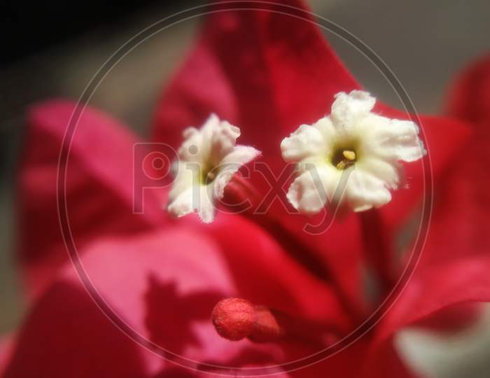 Bogunvillea flower closeup