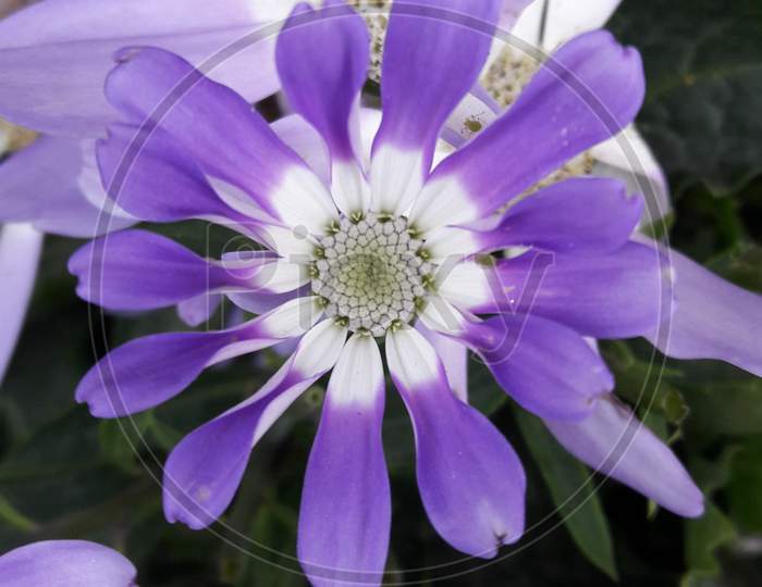 Pericallis flower
