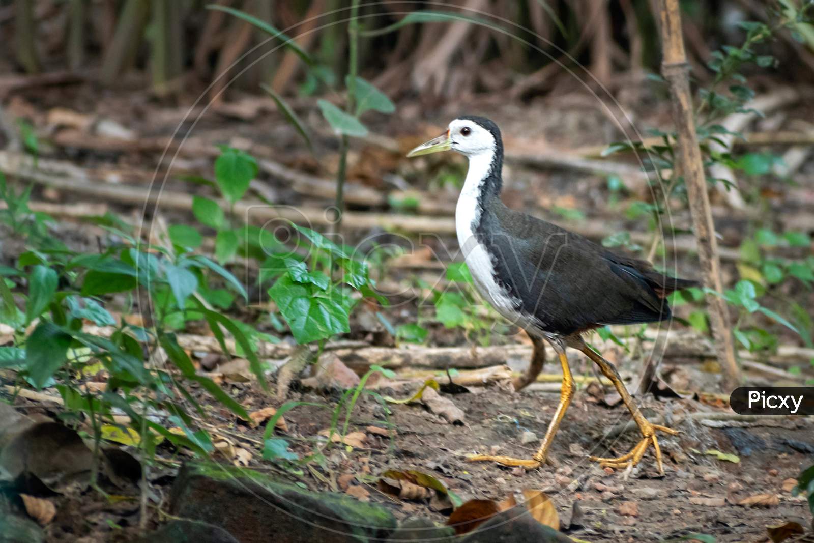 Image of a White-breasted Waterhen inside the forest, also known as Amaurornis phoenicurus