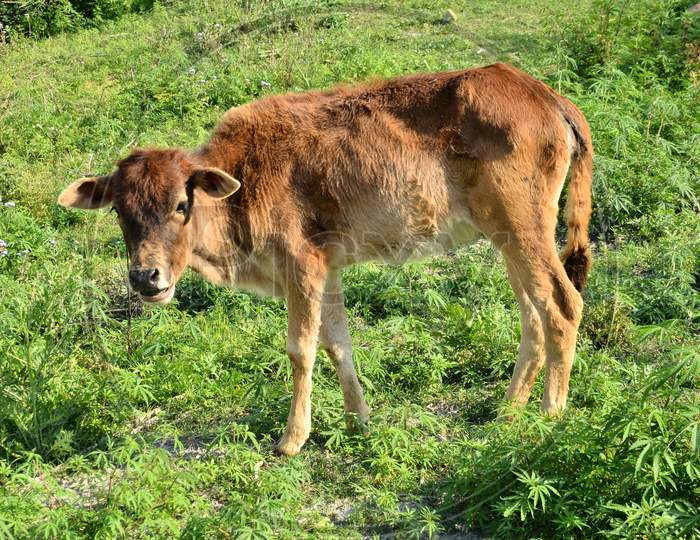 Calf Grazing in a Grass Field