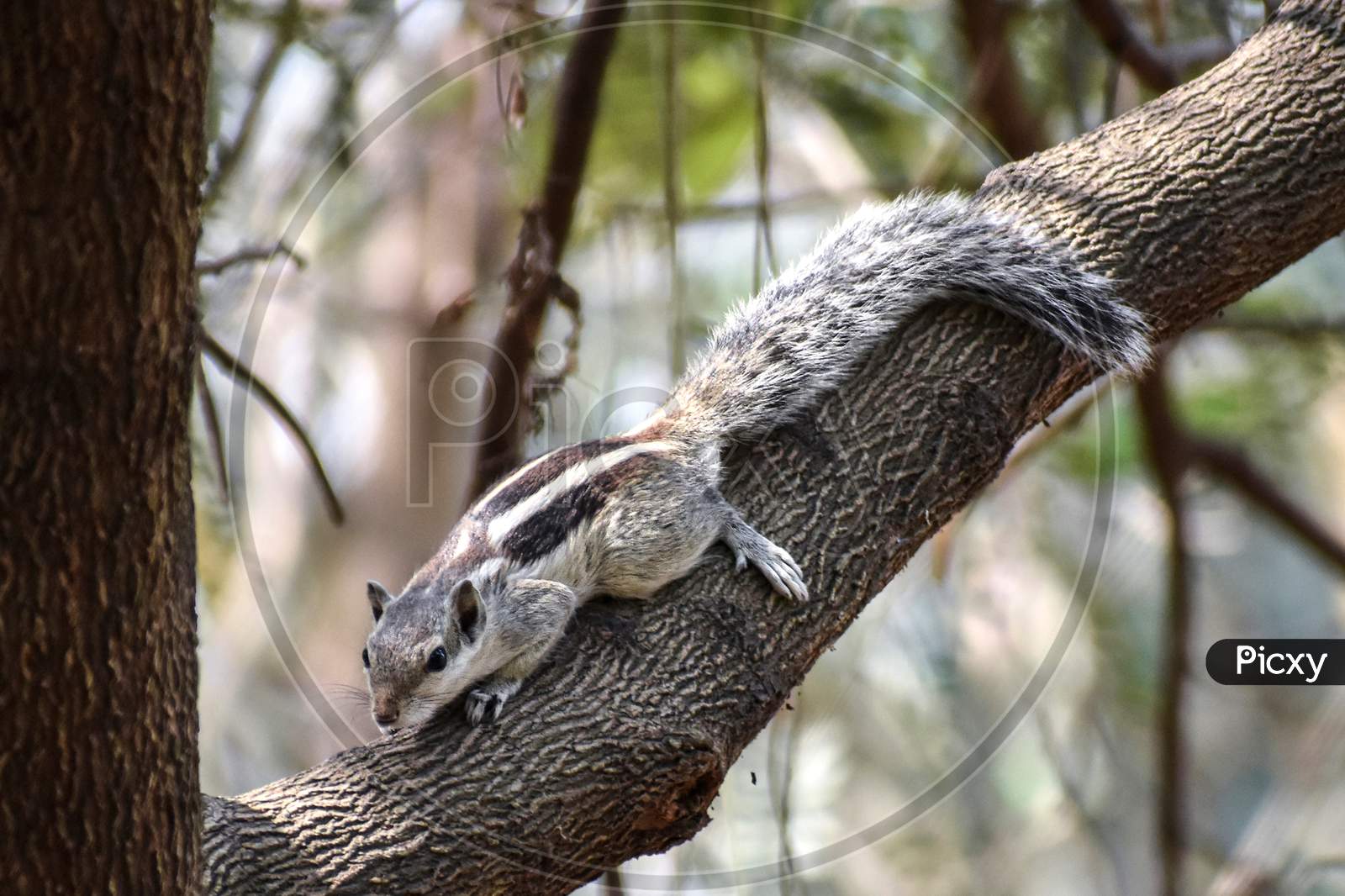 Portrait of an Indian squirrel on a tree