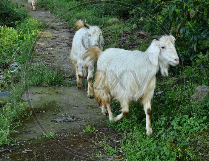White Goat In Pathways of Agricultural Fields In Rural Indian Villages